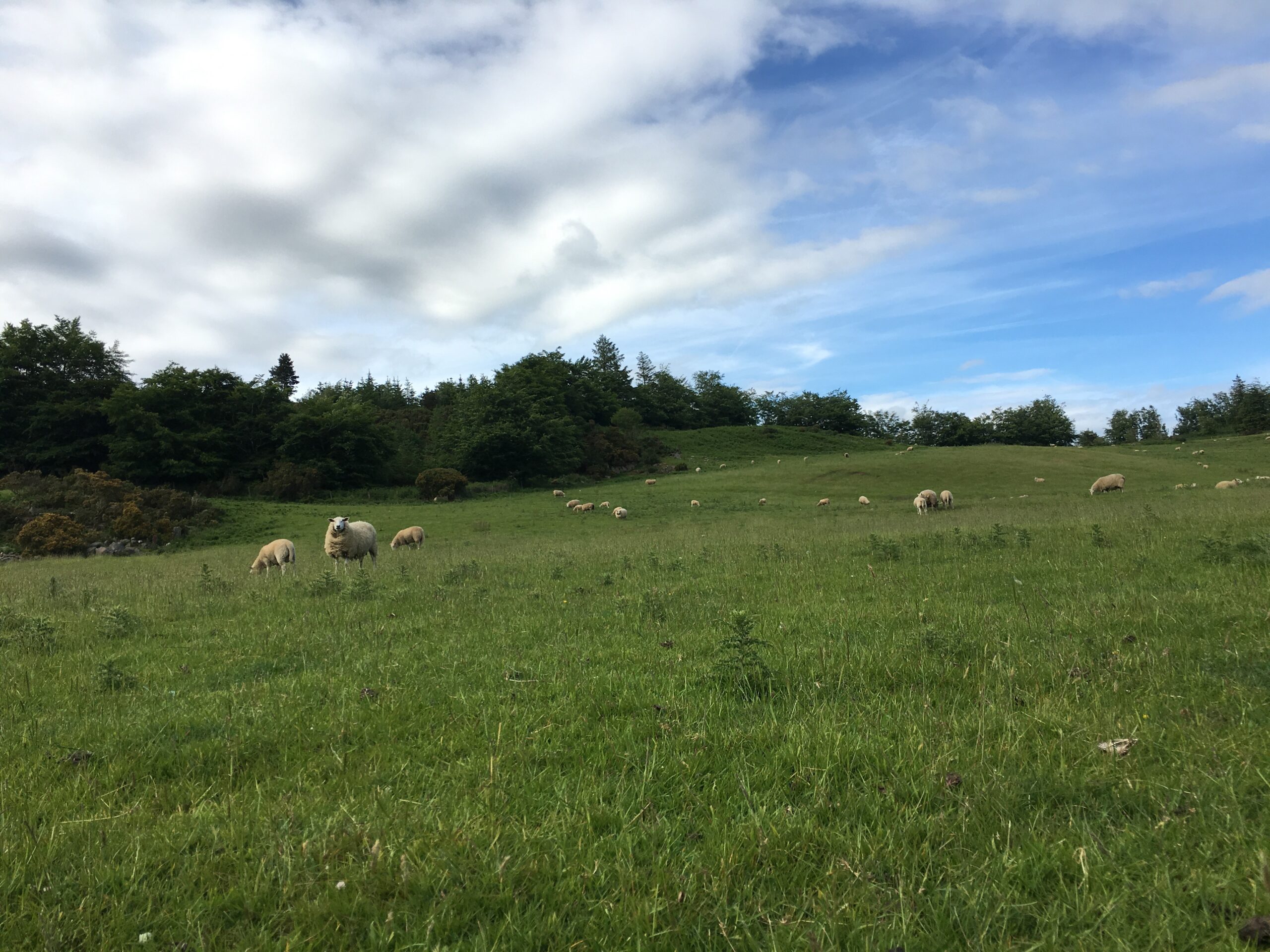 Counting Sheep: A Pre-Vet Student Abroad