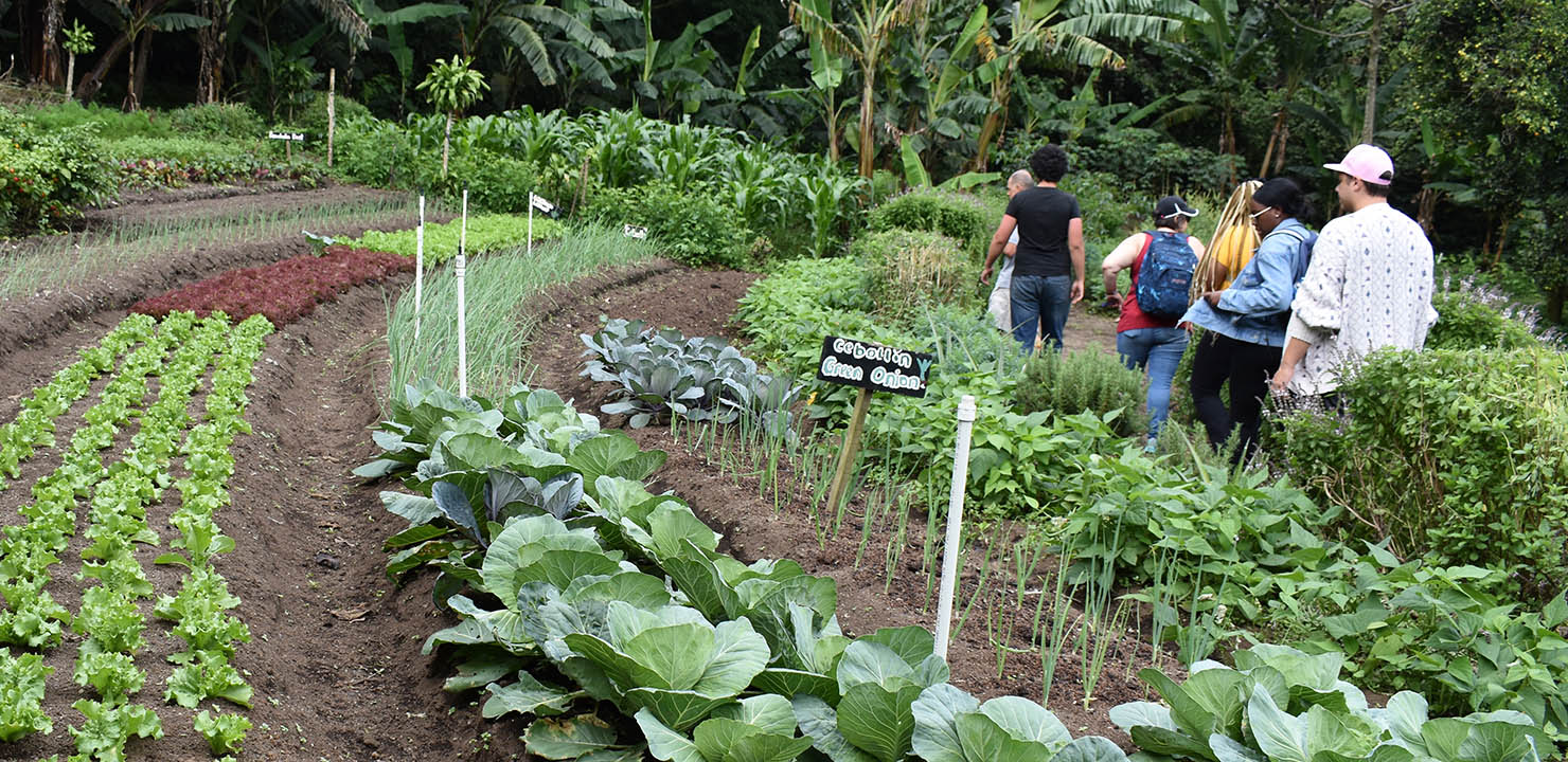 Students walking through the rows of a vegetable and herb garden.