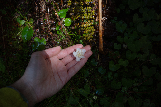 Exploring the New Zealand Outdoors Through a Māori Lens